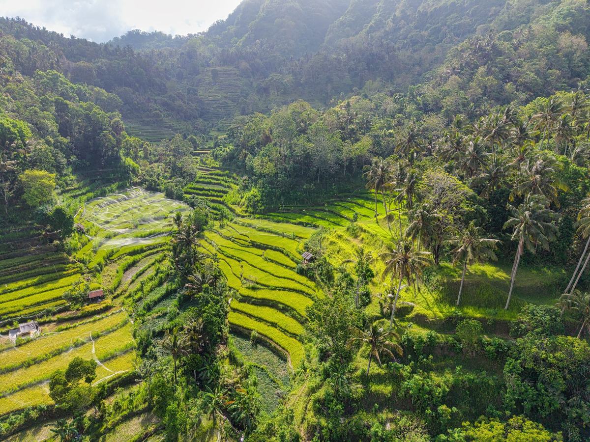 Terraced rice fields surrounded by palm trees and forest in Bali